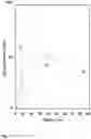 Fig. 08 - Silicon-based thin films from N-alkyl substituted perhydridocyclotrisilazanes