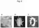 Fig. 07 - Method of collecting bagworm silk thread
