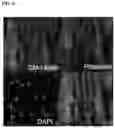 Fig. 03 - BIOMIMETIC PLATFORMS TO MODEL VASCULAR PATHOPHYSIOLOGY, DIAGNOSTICS, AND THERAPY