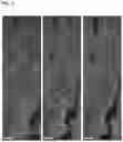 Fig. 04 - BIOMIMETIC PLATFORMS TO MODEL VASCULAR PATHOPHYSIOLOGY, DIAGNOSTICS, AND THERAPY
