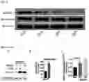 Fig. 07 - BIOMIMETIC PLATFORMS TO MODEL VASCULAR PATHOPHYSIOLOGY, DIAGNOSTICS, AND THERAPY