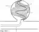 Fig. 32 - Micro-macro endovascular occlusion device and methodology