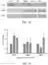Fig. 07 - SPT5 INHIBITORS AND USES THEREOF