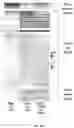 Fig. 22 - SPT5 INHIBITORS AND USES THEREOF