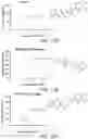 Fig. 85 - SPT5 INHIBITORS AND USES THEREOF