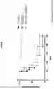 Fig. 06 - Recombinant rhabdovirus encoding for a CD80 extracellular domain Fc-fusion protein