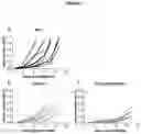 Fig. 08 - Recombinant rhabdovirus encoding for a CD80 extracellular domain Fc-fusion protein