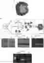 Fig. 01 - SELF-ASSEMBLING PROTEIN STRUCTURES AND COMPONENTS THEREOF