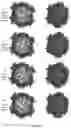 Fig. 41 - SELF-ASSEMBLING PROTEIN STRUCTURES AND COMPONENTS THEREOF
