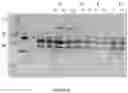 Fig. 44 - SELF-ASSEMBLING PROTEIN STRUCTURES AND COMPONENTS THEREOF