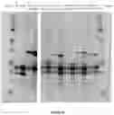 Fig. 45 - SELF-ASSEMBLING PROTEIN STRUCTURES AND COMPONENTS THEREOF