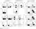 Fig. 07 - BINDING PROTEINS SPECIFIC FOR HA-1H AND USES THEREOF