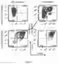 Fig. 08 - Inhibitors of T-cell activation
