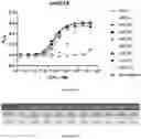 Fig. 64 - VISTA ANTIGEN-BINDING MOLECULES