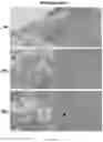 Fig. 83 - VISTA ANTIGEN-BINDING MOLECULES