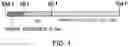 Fig. 02 - ANTIBODY SUBSTITUTING FOR FUNCTION OF BLOOD COAGULATION FACTOR VIII