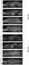 Fig. 33 - Engineered IGA antibodies and methods of use