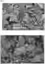 Fig. 02 - PROCESS FOR BACTERIALLY DEVULCANIZING SULPHUR-VULCANIZED RUBBER PARTICLES