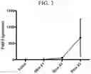 Fig. 03 - GENERATING HPV ANTIGEN-SPECIFIC T CELLS FROM A NAÏVE T CELL POPULATION