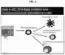 Fig. 05 - GENERATING HPV ANTIGEN-SPECIFIC T CELLS FROM A NAÏVE T CELL POPULATION