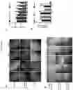 Fig. 07 - Generating vasculogenic cell populations