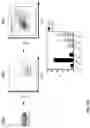 Fig. 35 - Nano-engineered therapeutic stealth cells