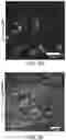 Fig. 43 - METHODS FOR TISSUE GENERATION