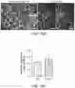 Fig. 76 - METHODS FOR TISSUE GENERATION