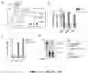 Fig. 02 - RNA-BASED METHODS TO LAUNCH HEPATITIS B VIRUS INFECTION