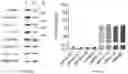 Fig. 08 - Methods of Identifying Adenosine-to-Inosine Edited RNA