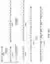 Fig. 43 - MULTIMERIC OLIGONUCLEOTIDES HAVING DECREASED KIDNEY CLEARANCE
