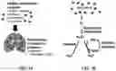 Fig. 02 - GENE THERAPY FOR OXIDATIVE STRESS