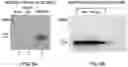 Fig. 09 - GENE THERAPY FOR OXIDATIVE STRESS