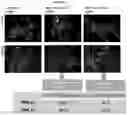 Fig. 04 - Compositions and methods for detecting protease activity in biological systems