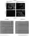 Fig. 05 - Compositions and methods for detecting protease activity in biological systems