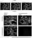 Fig. 06 - Compositions and methods for detecting protease activity in biological systems
