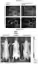 Fig. 10 - Compositions and methods for detecting protease activity in biological systems
