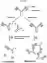 Fig. 15 - Compositions and methods for detecting protease activity in biological systems
