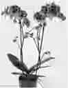 Fig. 01 - PHALAENOPSIS PLANT NAMED 'SPEECHLESS ELEGANCE'
