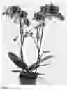 Fig. 02 - PHALAENOPSIS PLANT NAMED 'SPEECHLESS ELEGANCE'
