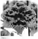 Fig. 03 - PHALAENOPSIS PLANT NAMED 'SPEECHLESS ELEGANCE'