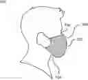 Fig. 01 - Apparatus for a molecular imprinted protective face mask