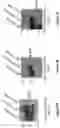 Fig. 02 - Modified MRNA vaccines encoding herpes simplex virus glycoproteins and uses thereof