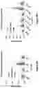 Fig. 07 - Modified MRNA vaccines encoding herpes simplex virus glycoproteins and uses thereof