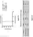 Fig. 08 - Modified MRNA vaccines encoding herpes simplex virus glycoproteins and uses thereof
