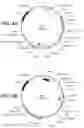 Fig. 05 - MULTISPECIFIC ANTIBODY SCREENING METHOD USING RECOMBINASE MEDIATED CASSETTE EXCHANGE