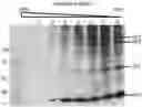 Fig. 01 - Plant-produced chimaeric orbivirus VLPs