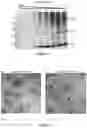 Fig. 02 - Plant-produced chimaeric orbivirus VLPs