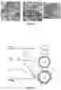 Fig. 03 - Plant-produced chimaeric orbivirus VLPs