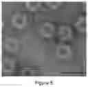 Fig. 04 - Plant-produced chimaeric orbivirus VLPs